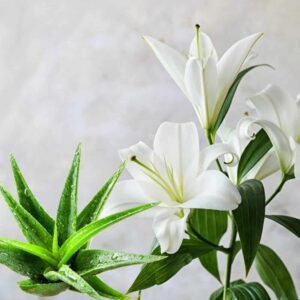 Aloe & White Lily fragrance oil for use in candles, soap, perfume, diffusers and more