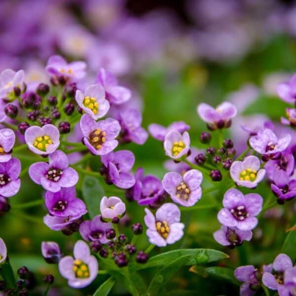 Alyssum fragrance oil for use in candles, soap, perfume, diffusers and more