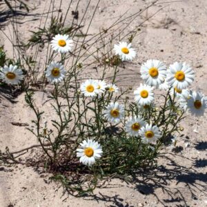 Beach Daisies fragrance oil for use in candles, soap, perfume, diffusers and more