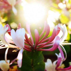 Honeysuckle fragrance oil for use in candles, soap, perfume, diffusers and more