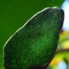 Jade fragrance oil for use in candles, soap, perfume, diffusers and more