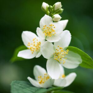 Jasmine fragrance oil for use in candles, soap, perfume, diffusers and more