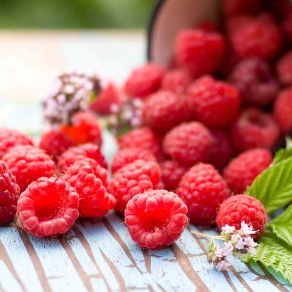Raspberry fragrance oil for use in candles, soap, perfume, diffusers and more