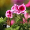 Rose Geranium Essential Oil