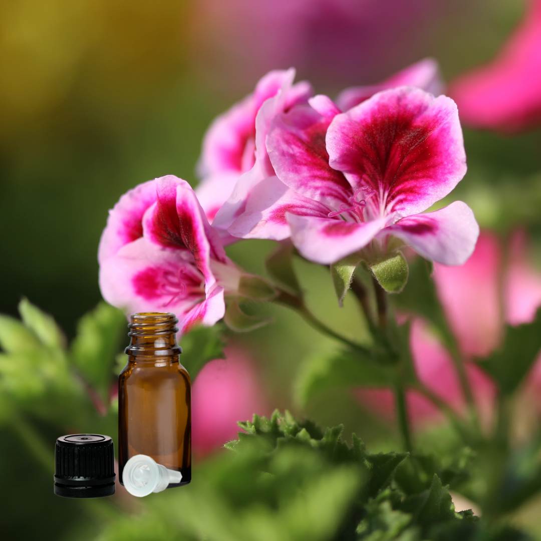 Rose Geranium Essential Oil Zen Aroma