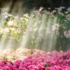 Secluded Garden fragrance oil for use in candles, soap, perfume, diffusers and more