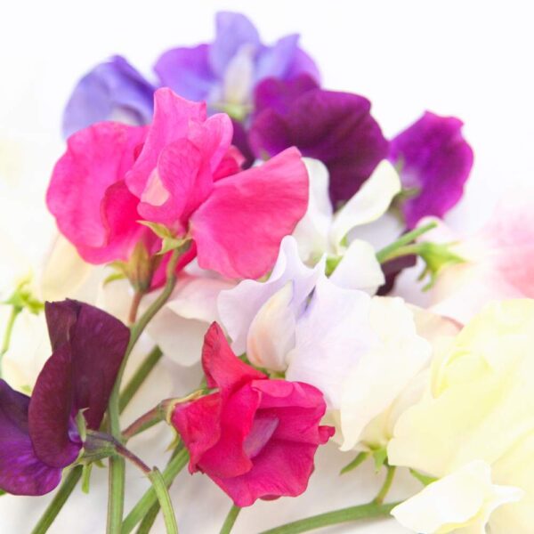 Sweet Pea fragrance oil for use in candles, soap, perfume, diffusers and more