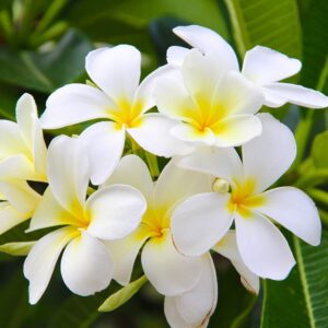 Tahitian tiare fragrance oil for use in candles, soap, perfume, diffusers and more