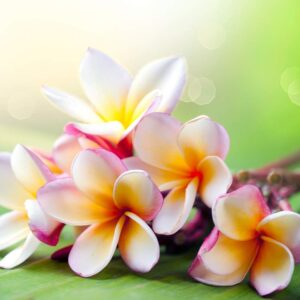 Wild Frangipani fragrance oil for use in candles, soap, perfume, diffusers and more