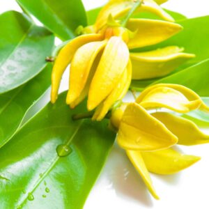 Ylang Ylang fragrance oil for use in candles, soap, perfume, diffusers and more