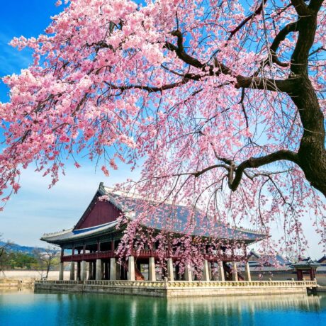 Japanese Cherry Blossom fragrance oil for use in candle making, soap making, perfumes, diffusers and more.